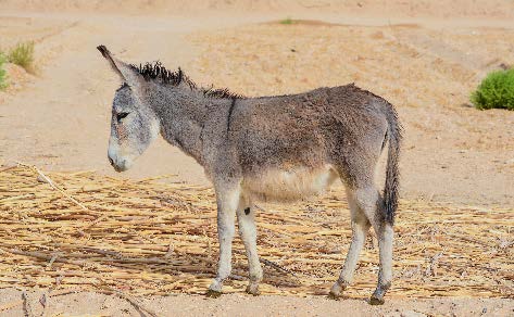 Donkey