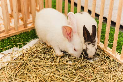 Rabbit