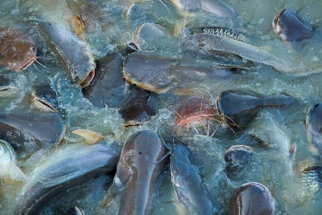 Fish