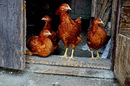 Chicken