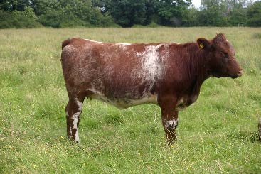 Cow