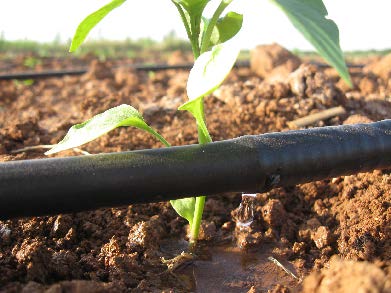 Agriculture