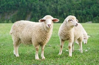 Animals